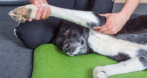 Painful dog knotting. Things To Know About Painful dog knotting. 